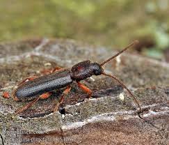 Attēlu rezultāti vaicājumam “Nothorhina punctata”