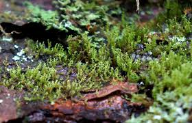 Attēlu rezultāti vaicājumam “Lophozia ascendens”