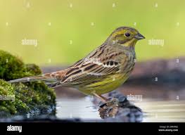 Attēlu rezultāti vaicājumam “Emberiza citrinella juvenile”