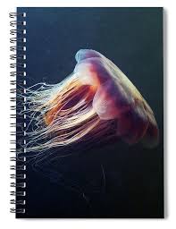 Image result for Cyanea capillata