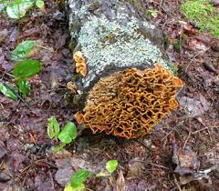 Attēlu rezultāti vaicājumam “Stereum hirsutum”