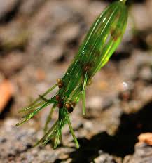 Attēlu rezultāti vaicājumam “Nitella flexilis”