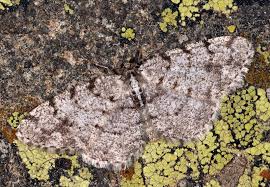 Attēlu rezultāti vaicājumam “Aethalura punctulata”