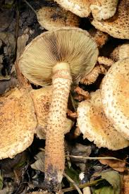 Attēlu rezultāti vaicājumam “Pholiota heteroclita”