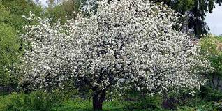 Attēlu rezultāti vaicājumam “Malus sylvestris”