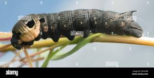 Attēlu rezultāti vaicājumam “Deilephila elpenor larva”