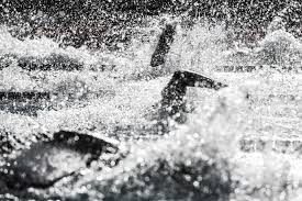 Image result for White Rose Triathletes