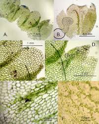 Attēlu rezultāti vaicājumam “Fossombronia wondraczekii sporophyte”