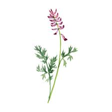 Attēlu rezultāti vaicājumam “Fumaria officinalis”