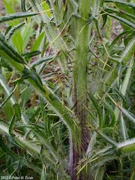Attēlu rezultāti vaicājumam “Cirsium vulgare”