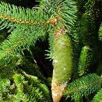 Attēlu rezultāti vaicājumam “Picea abies fruit”