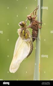 Attēlu rezultāti vaicājumam “Libellula quadrimaculata exuvia”