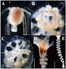Attēlu rezultāti vaicājumam “Octospora splachnophila”