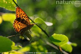 Attēlu rezultāti vaicājumam “Argynnis paphia male”
