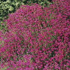 Attēlu rezultāti vaicājumam “Dianthus deltoides”