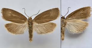 Attēlu rezultāti vaicājumam “Aphelia viburniana”