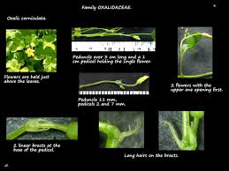 Attēlu rezultāti vaicājumam “Oxalis corniculata fruit”