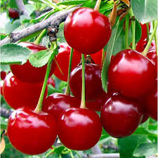 Attēlu rezultāti vaicājumam “Cerasus fruit”