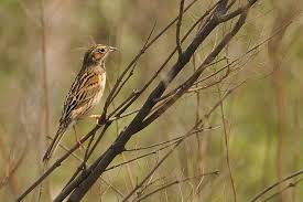 Image result for Emberiza fucata