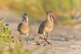 Attēlu rezultāti vaicājumam “Limosa lapponica adult”
