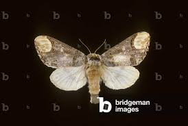 Attēlu rezultāti vaicājumam “Phalera bucephala”