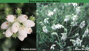 Attēlu rezultāti vaicājumam “Erica tetralix flower”