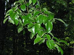 Attēlu rezultāti vaicājumam “Pyrus communis leaf”