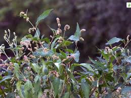 Attēlu rezultāti vaicājumam “Persicaria lapathifolia fruit”
