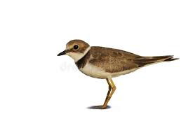 Attēlu rezultāti vaicājumam “Charadrius dubius adult”