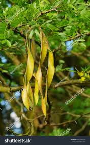 Attēlu rezultāti vaicājumam “Gleditsia triacanthos fruit”