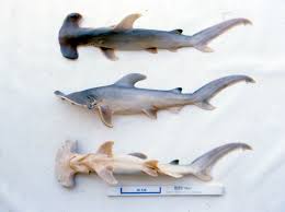 Image result for Sphyrna mokarran