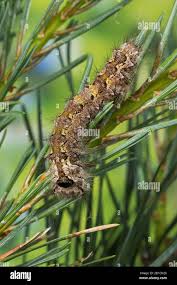 Attēlu rezultāti vaicājumam “Lymantria monacha imago”