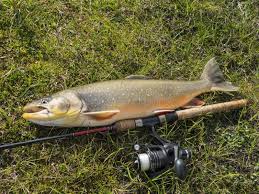 Image result for Salvelinus alpinus