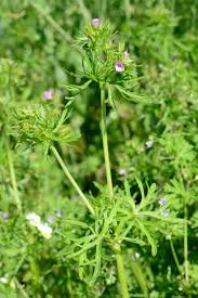 Attēlu rezultāti vaicājumam “Geranium dissectum flower”