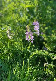 Attēlu rezultāti vaicājumam “Vicia sylvatica flower”