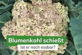 Image result for Blumenkohl