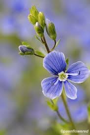 Image result for Veronica chamaedrys