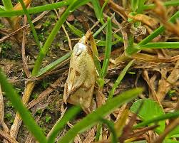 Attēlu rezultāti vaicājumam “Agapeta hamana”