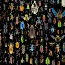 Attēlu rezultāti vaicājumam “Fuligo licentii macro”