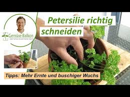 Image result for Petersilie