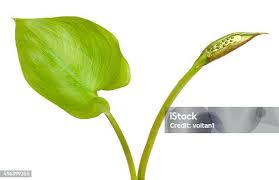 Attēlu rezultāti vaicājumam “Calla palustris leaf”