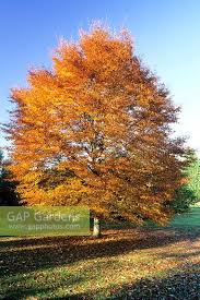 Attēlu rezultāti vaicājumam “Fagus sylvatica fo. laciniata”