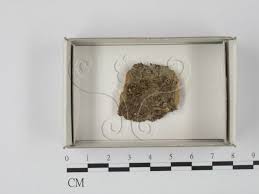 Attēlu rezultāti vaicājumam “Physarum oblatum”