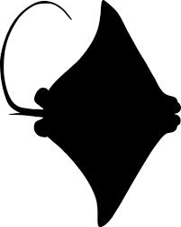 Image result for Rhinoptera brasiliensis