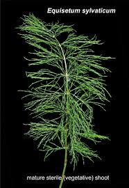 Attēlu rezultāti vaicājumam “Equisetum sylvaticum”
