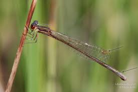 Attēlu rezultāti vaicājumam “Nehalennia speciosa”