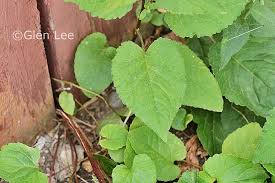 Attēlu rezultāti vaicājumam “Campanula rapunculoides leaf”