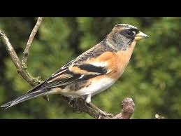 Attēlu rezultāti vaicājumam “Fringilla montifringilla”