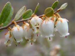 Attēlu rezultāti vaicājumam “Chamaedaphne calyculata fruit”