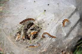 Attēlu rezultāti vaicājumam “Ptilodon capucina larva”